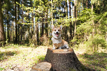 A dog sat on a tree stump in a forest